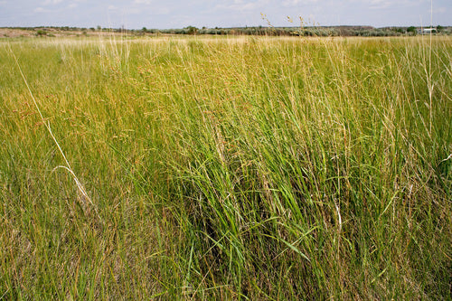 Przełączgrass — Bild 4
