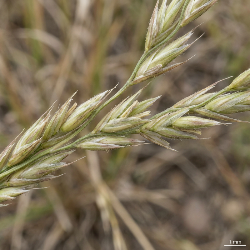 Przełączgrass