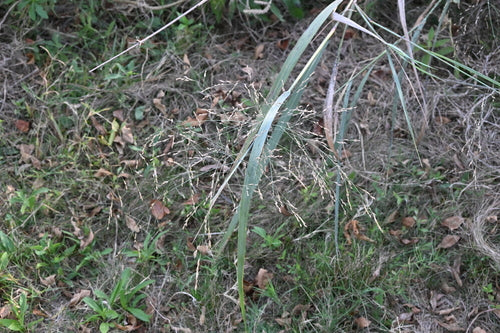 Przełączgrass — Bild 1