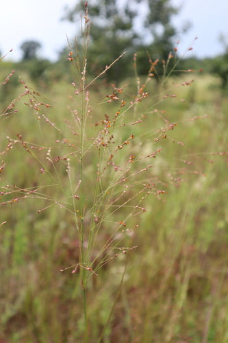 Przełączgrass — Bild 3