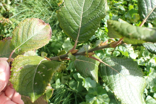 Wierzba Sal — Bild 2