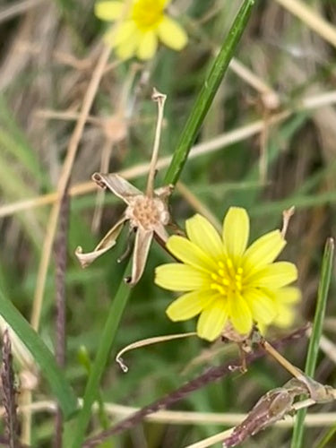 sałata — Bild 1