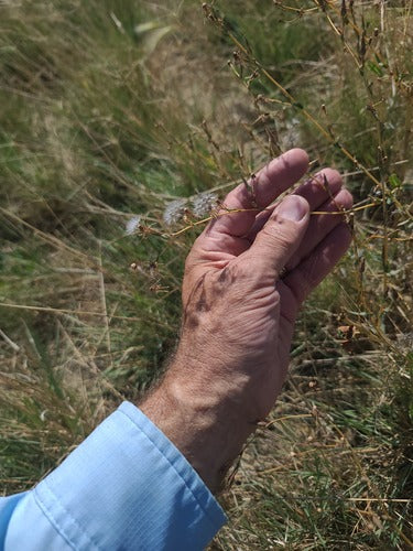 sałata — Bild 5