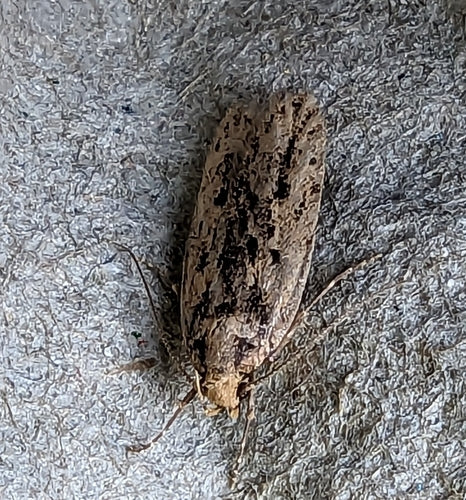 Ćma nasienna — Bild 4
