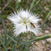 Blüte von Sand-Nelke (Dianthus arenarius) in Nahaufnahme (KI-generiert)