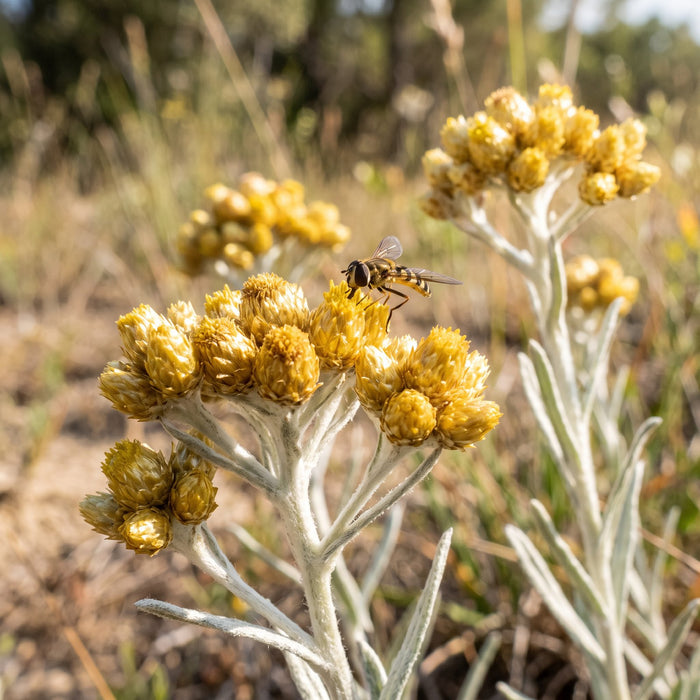 Blüte von Sand-Strohblume (Helichrysum arenarium) in Nahaufnahme (KI-generiert)
