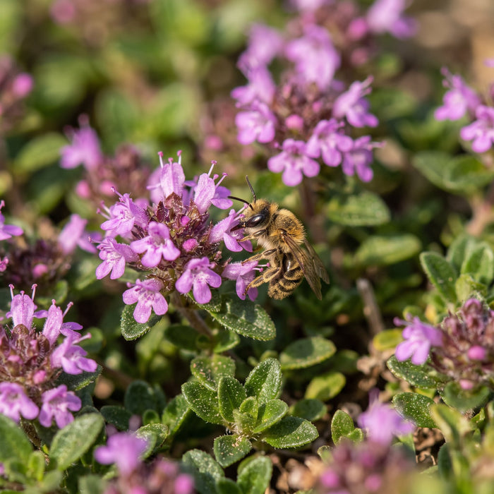 Blüte von Sand-Thymian (Thymus serpyllum) in Nahaufnahme (KI-generiert)