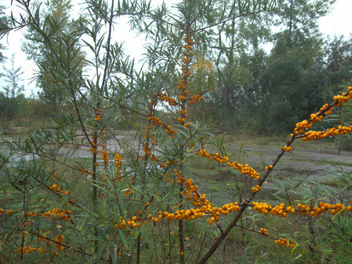 Rokitnik zwyczajny — Bild 3