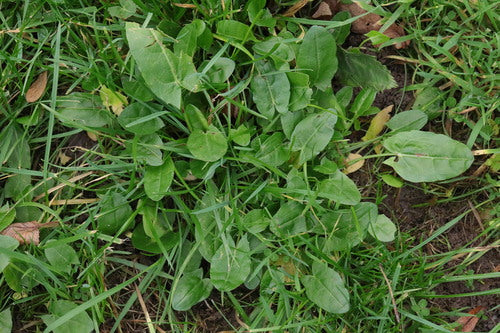 szczaw — Bild 4