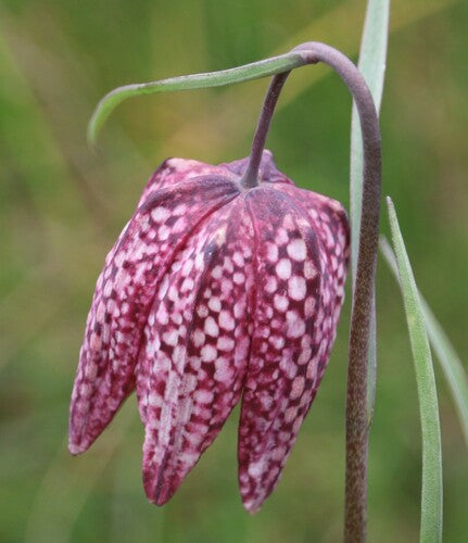 Schachbrettblume - Bild 4