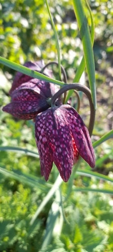 Schachbrettblume - Bild 1