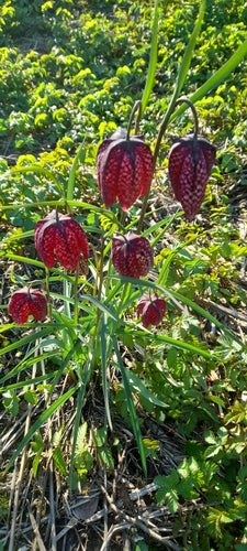 Schachbrettblume - Bild 2