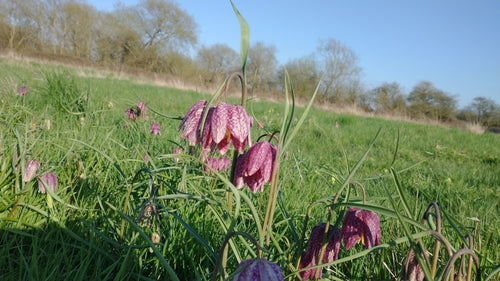 Schachbrettblume - Bild 6