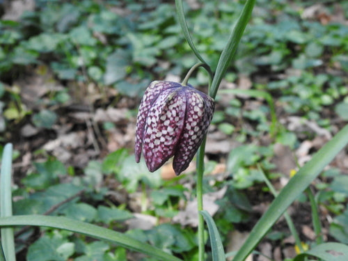 Schachbrettblume - Bild 5