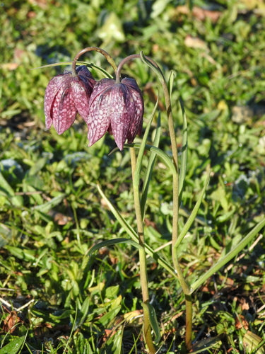 kwiat szachownicy — Bild 2