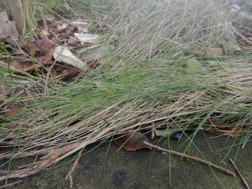 Kostrzewa owcza — Bild 2