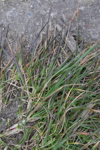 Kostrzewa owcza — Bild 4