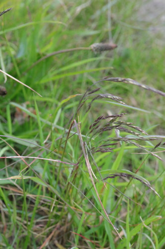 Kostrzewa owcza — Bild 1