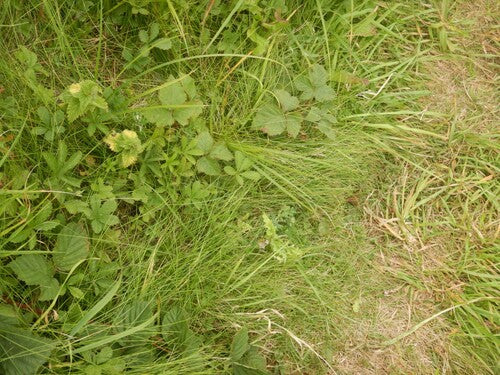 Kostrzewa owcza — Bild 3