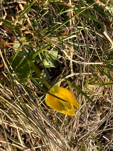 Mała kapusta — Bild 4