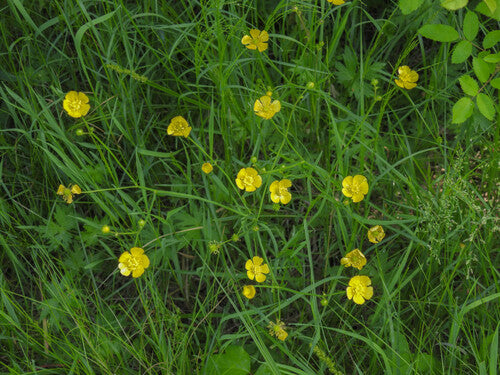 Pikantny jaskier — Bild 5