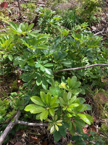 Schefflera — Bild 3