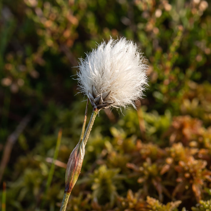 Blüte von Scheidiges Wollgras (Eriophorum vaginatum) in Nahaufnahme (KI-generiert)