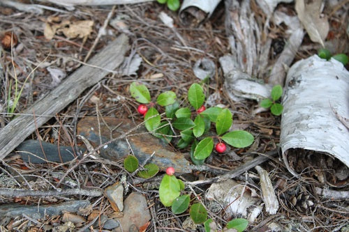Mockberry — Bild 4