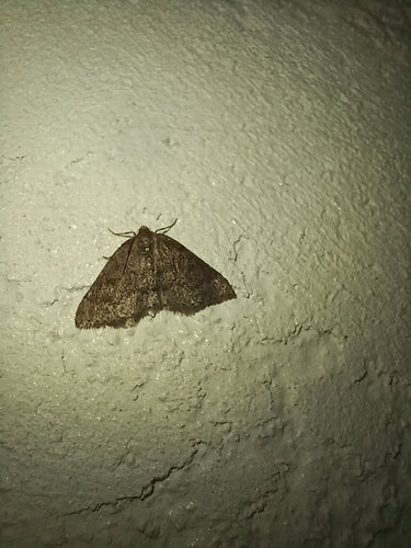 Tarninowy biały motyl — Bild 2