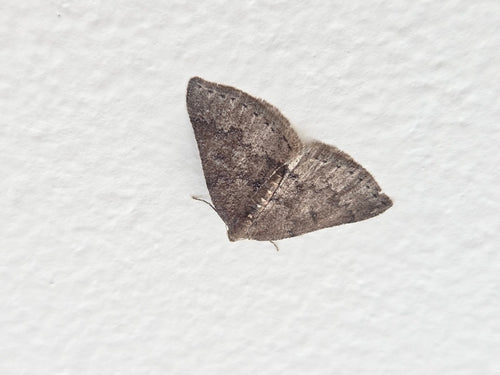 Tarninowy biały motyl — Bild 5