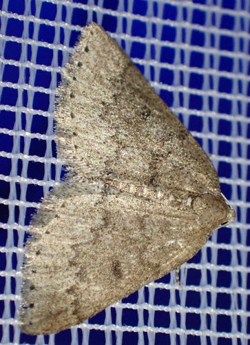 Tarninowy biały motyl — Bild 3