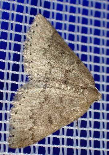 Tarninowy biały motyl — Bild 4