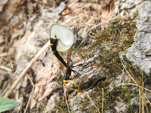 Schlupfwespen - Bild 5