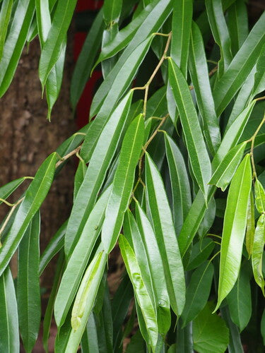 Fig. wąskolistna — Bild 3