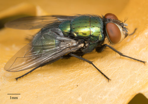 Niebieskie butelki — Bild 4