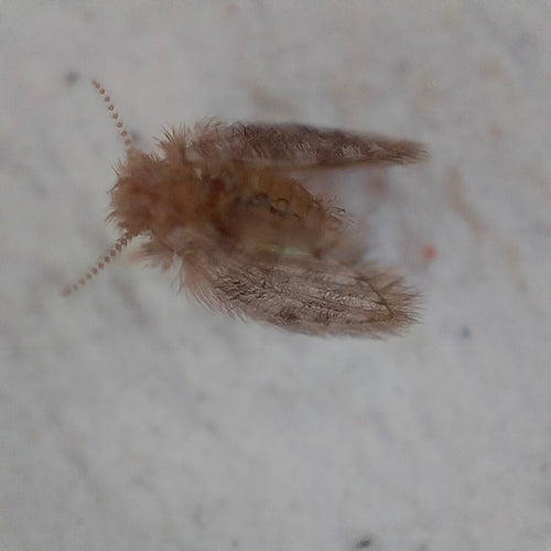 komar motylkowy - Bild 3