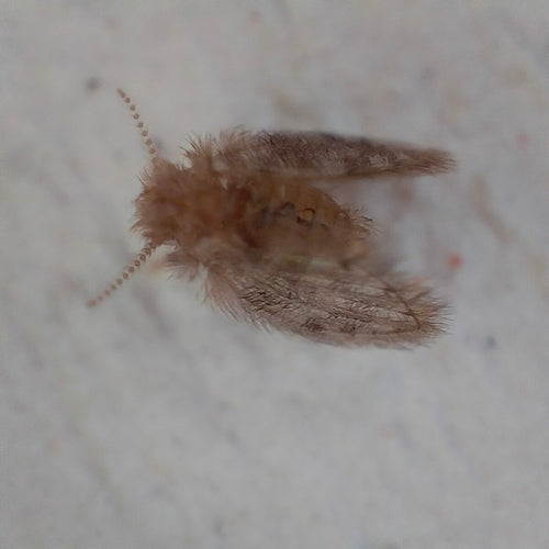 komar motylkowy - Bild 4