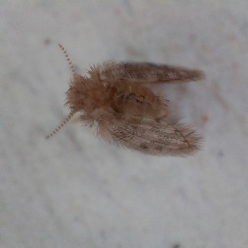 komar motylkowy - Bild 5