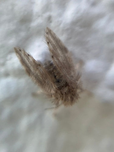 komar motylkowy - Bild 6