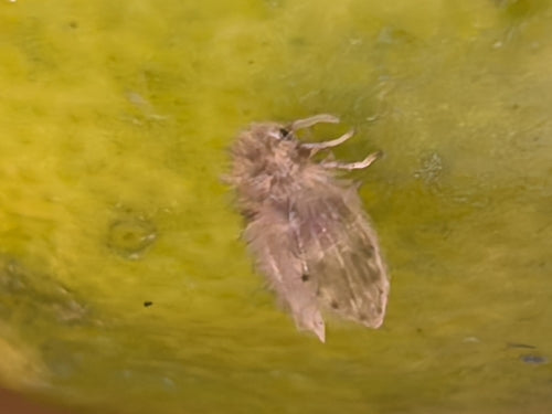 komar motylkowy - Bild 7