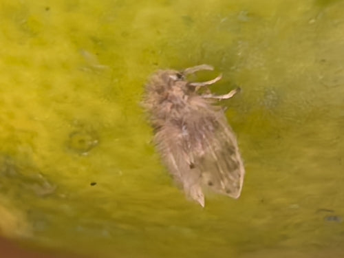 komar motylkowy - Bild 8