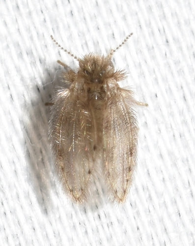 komar motylkowy - Bild 1