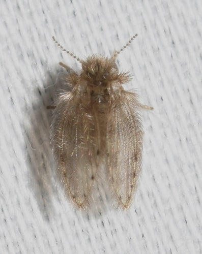 komar motylkowy - Bild 2