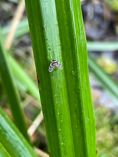 Motyle komary — Bild 4