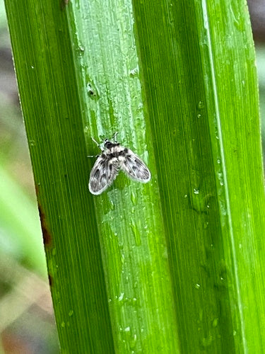 Motyle komary — Bild 5