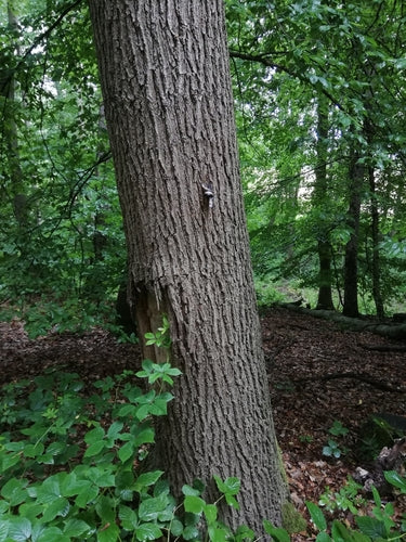 ślimaki — Bild 2