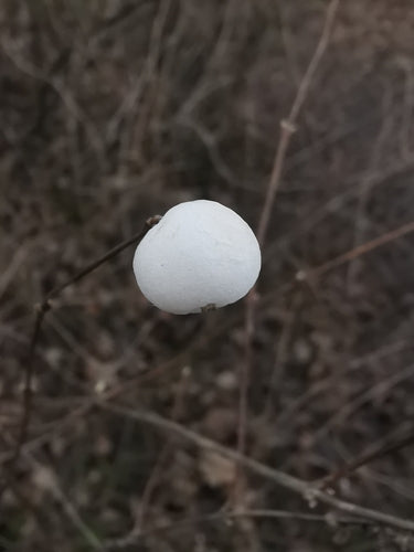 Śnieżka — Bild 2