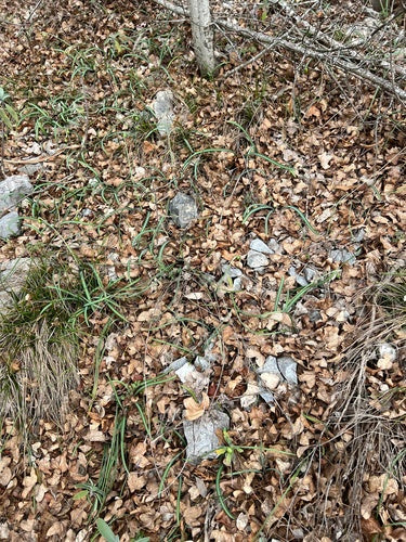 Przebiśnieg — Bild 2