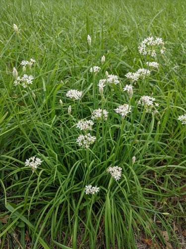 szczypiorek, czosnek — Bild 2