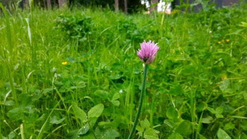 szczypiorek — Bild 4